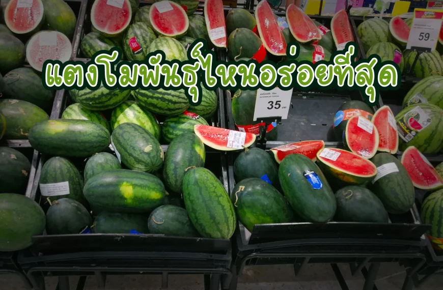 แตงโมพันธุ์ไหนอร่อยที่สุด